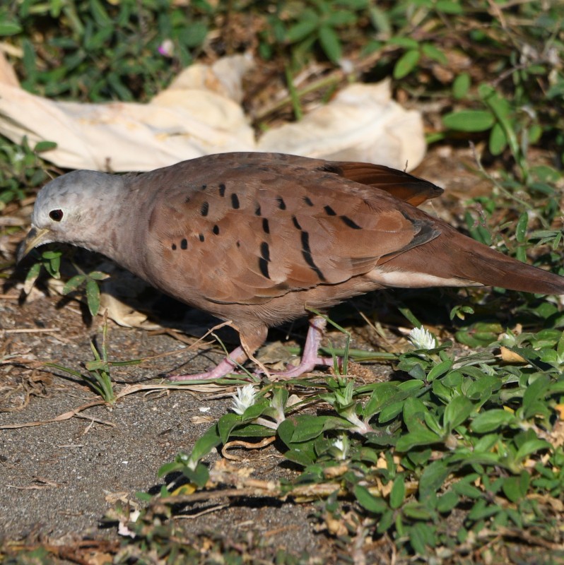 Ruddy Ground Dove - ML613666244