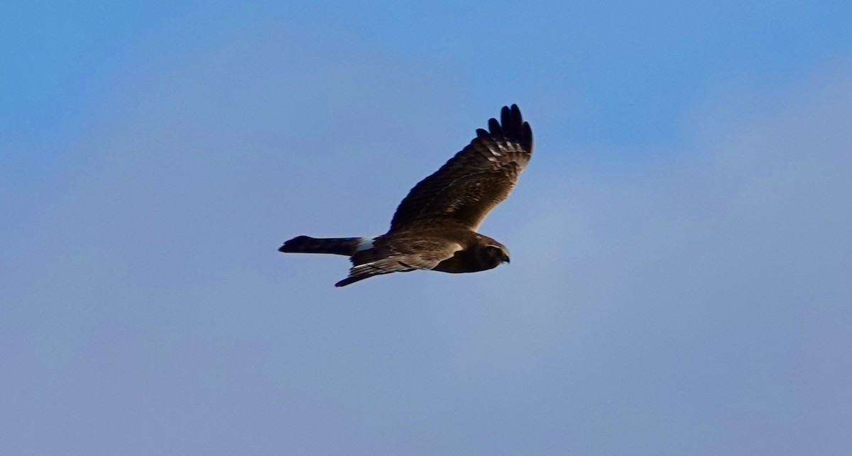 Northern Harrier - ML613666247