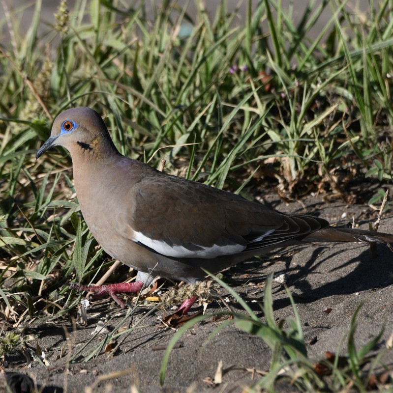 White-winged Dove - ML613666258