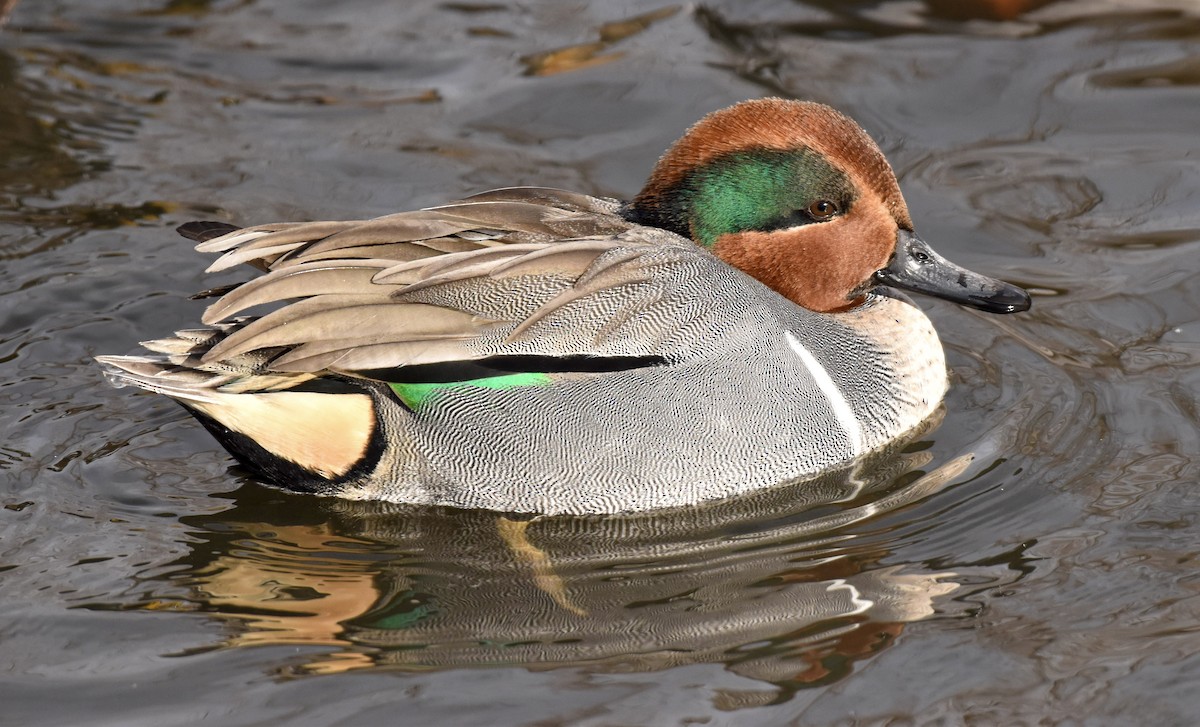 Green-winged Teal - ML613666261