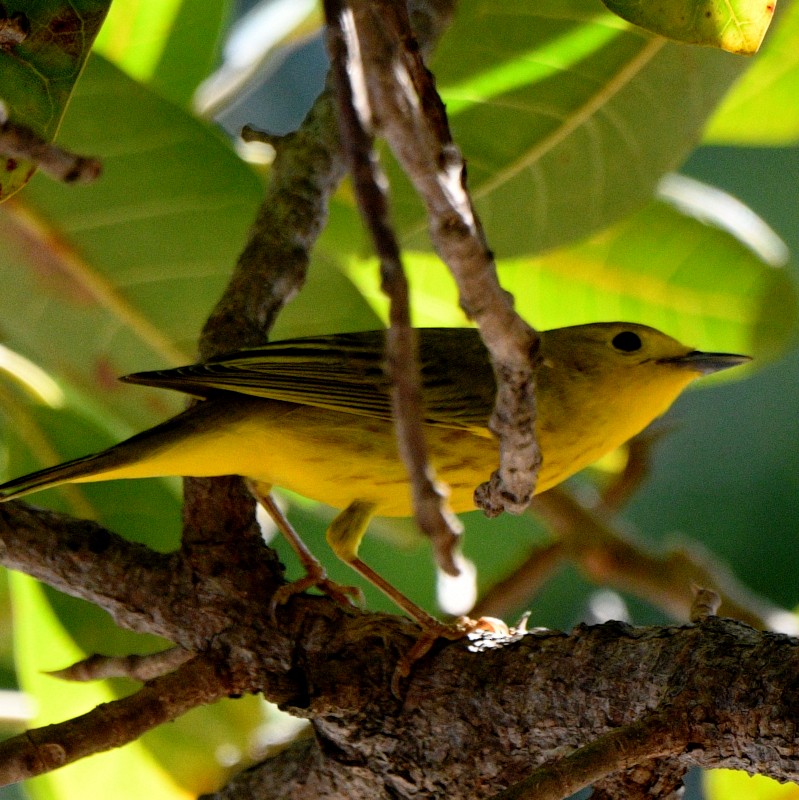 Yellow Warbler - ML613666276