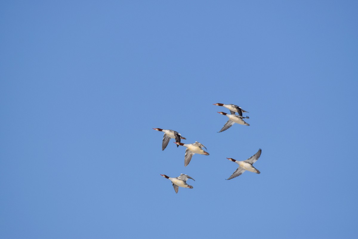 Common Merganser - ML613666300