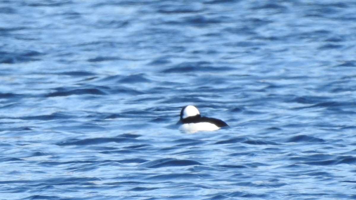 Bufflehead - ML613666354