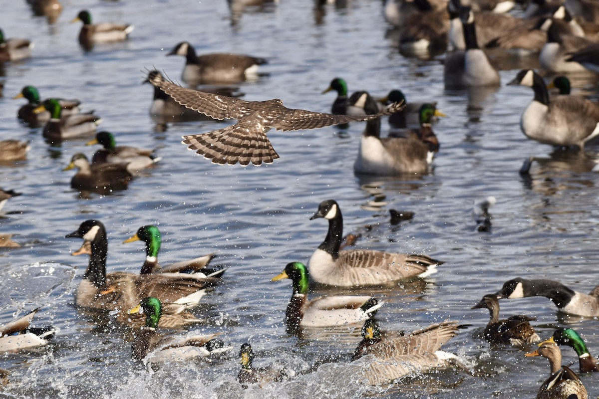 Куперов ястреб - ML613666365