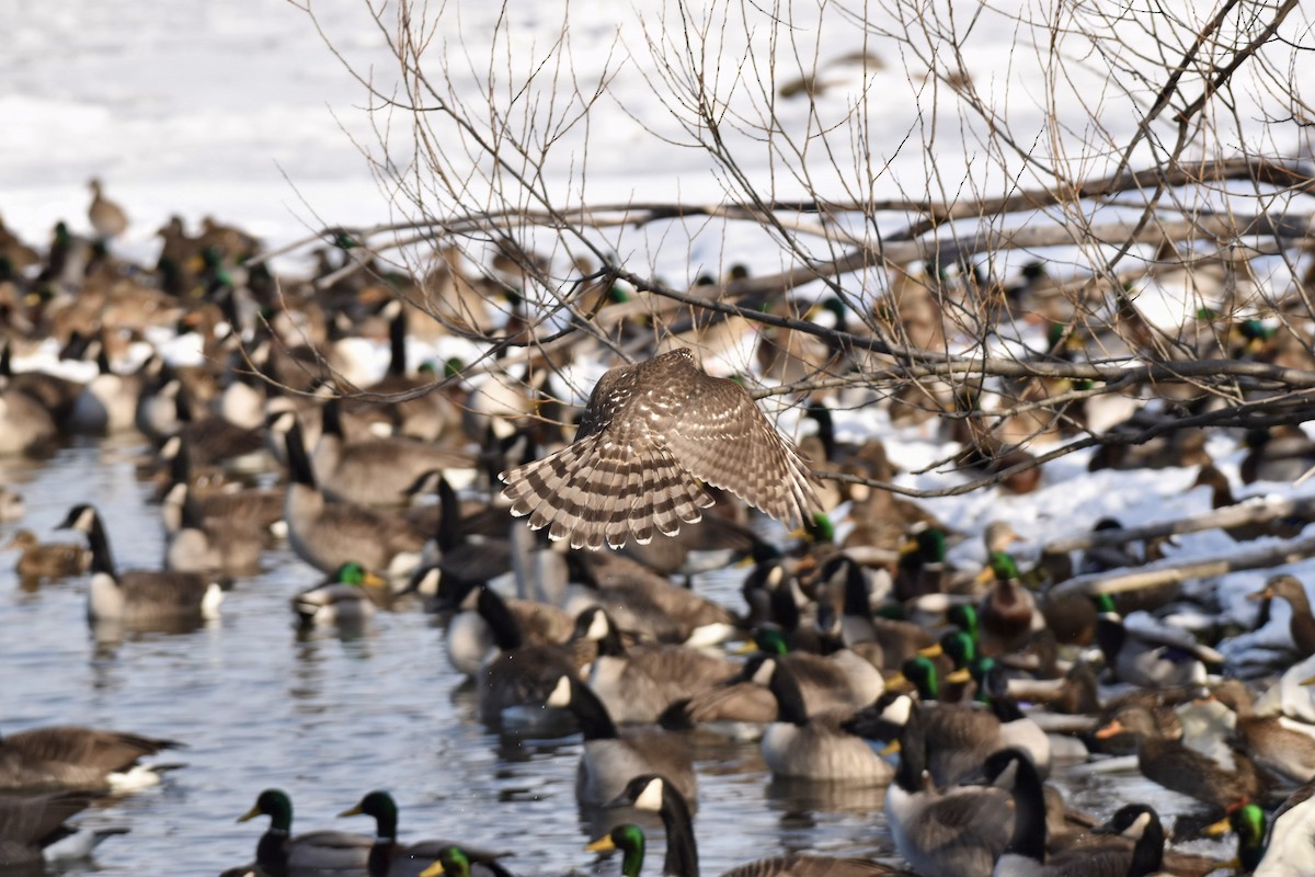 Куперов ястреб - ML613666373