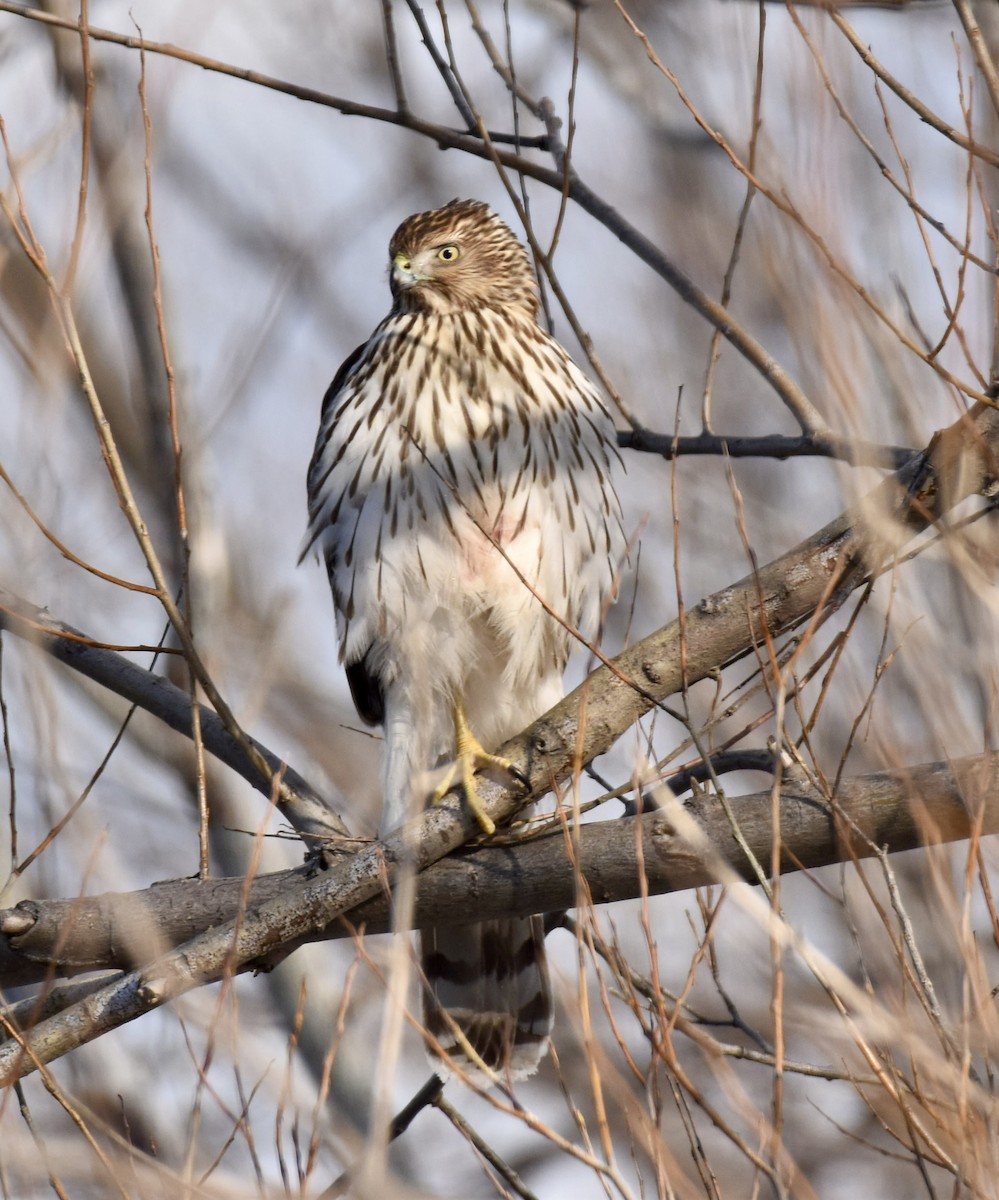 Куперов ястреб - ML613666384