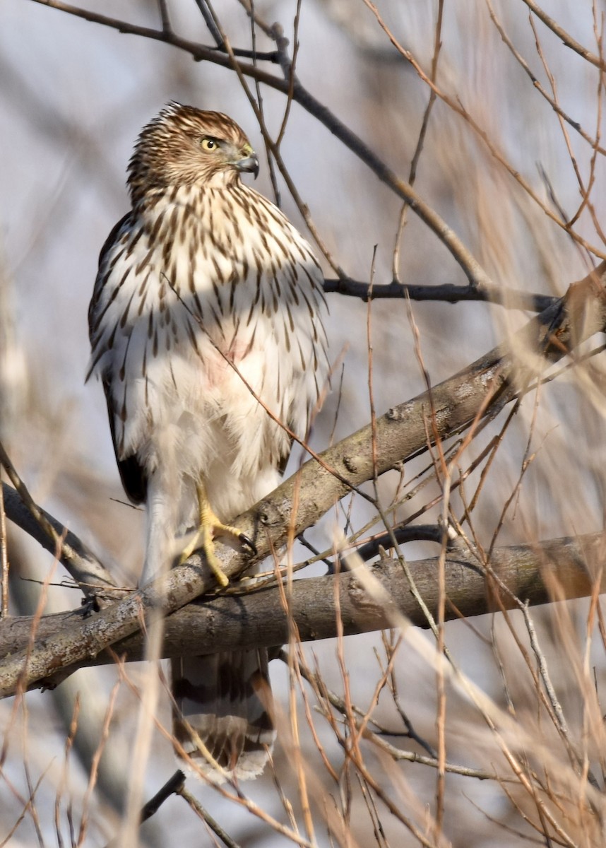 Cooper's Hawk - ML613666391