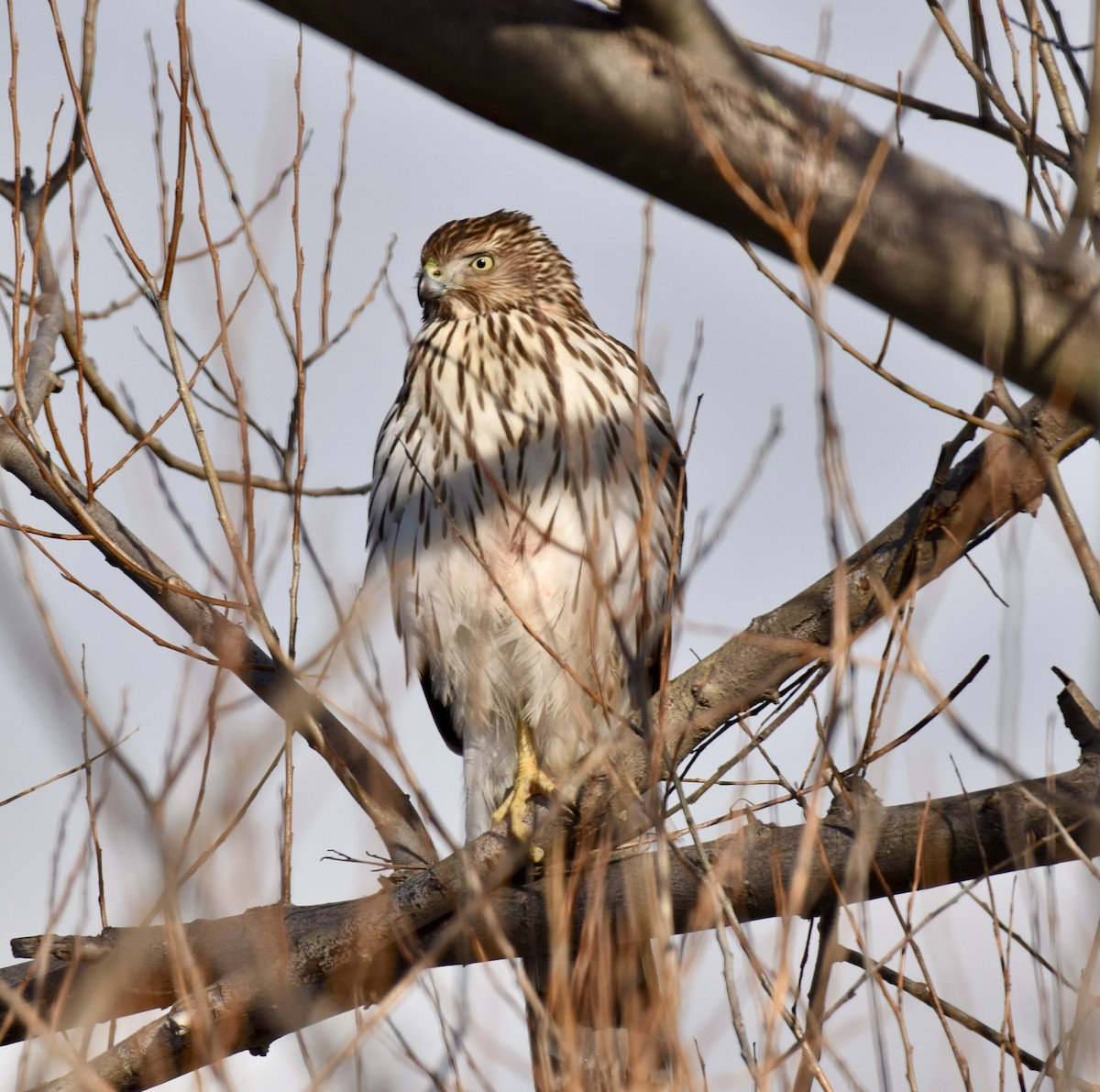 Куперов ястреб - ML613666400