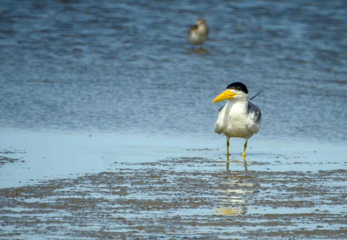 Large-billed Tern - ML613666435