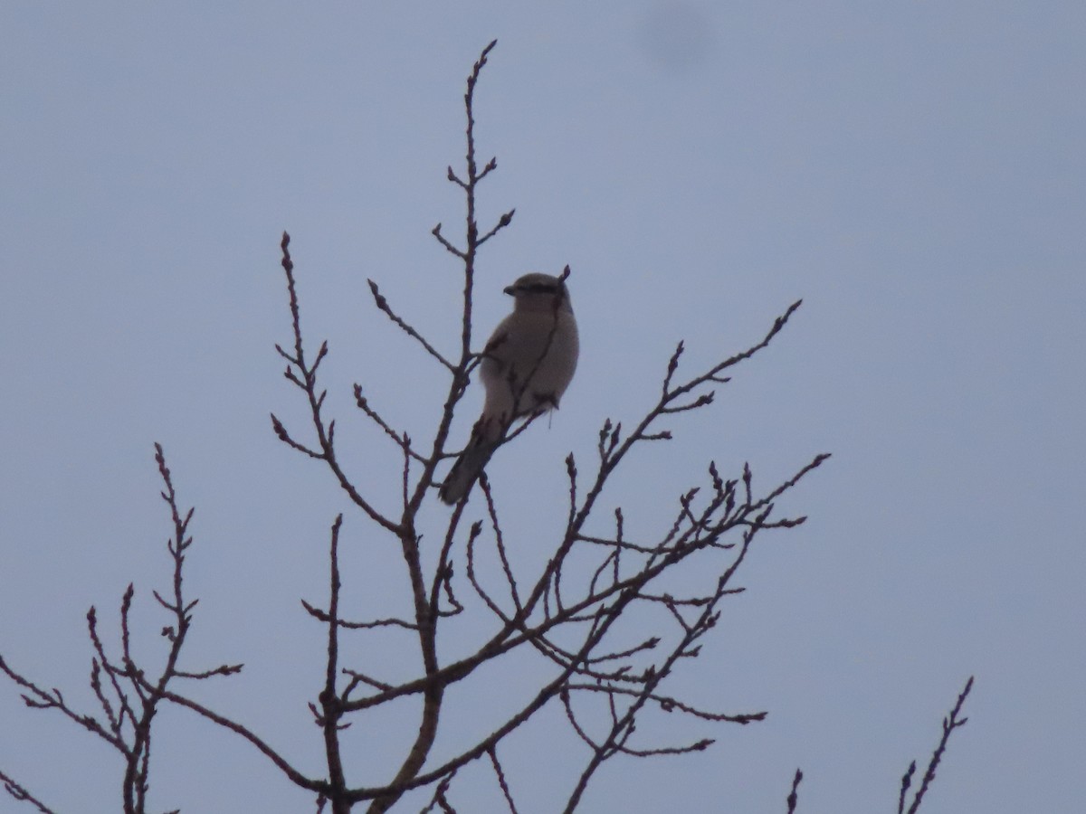 Northern Shrike - ML613666641