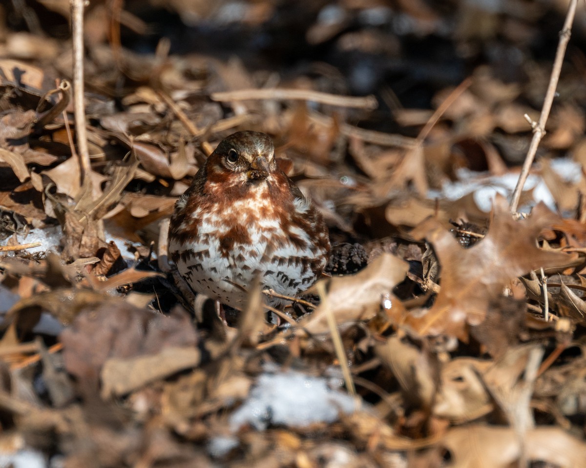 Fox Sparrow - ML613666715