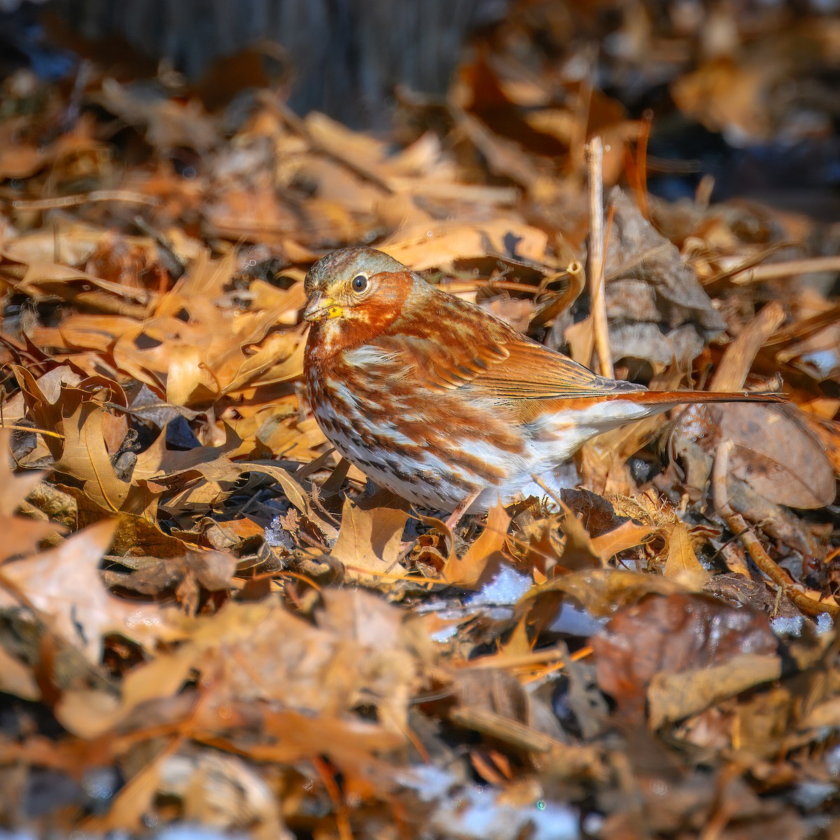 Fox Sparrow - ML613666717