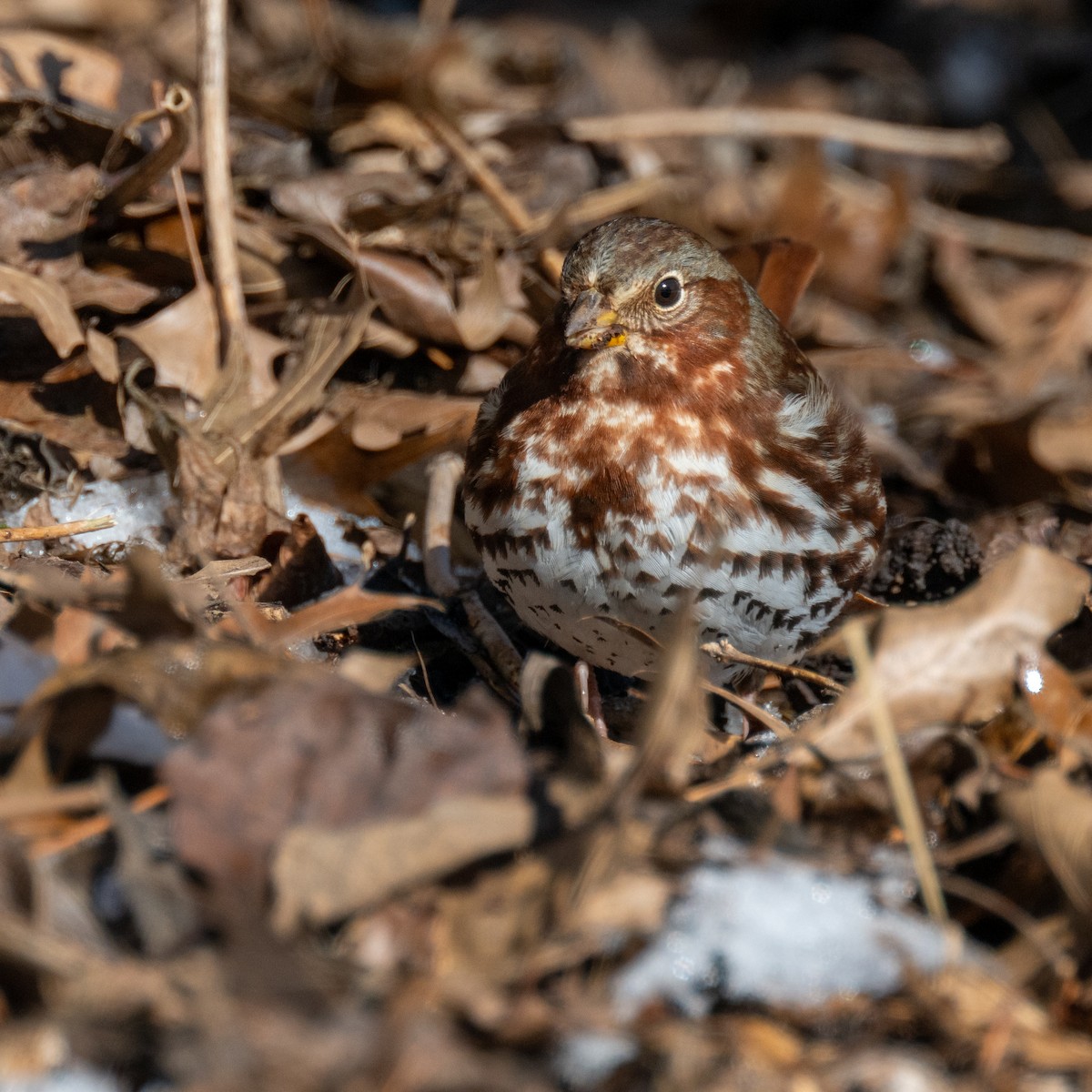 Fox Sparrow - ML613666719