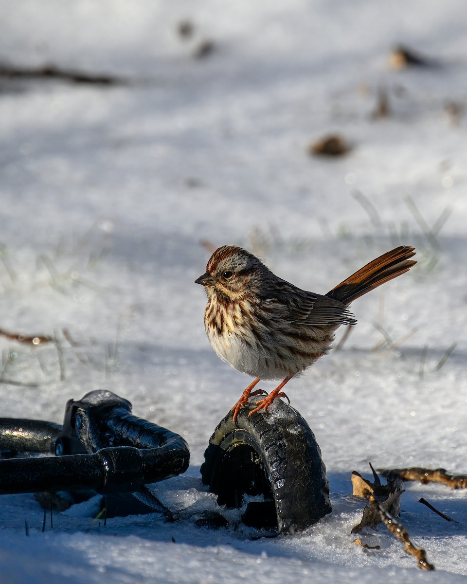 Song Sparrow - ML613666788