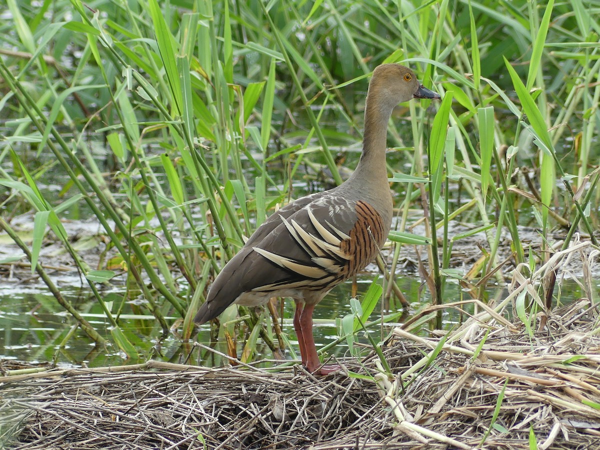 Plumed Whistling-Duck - ML613666803