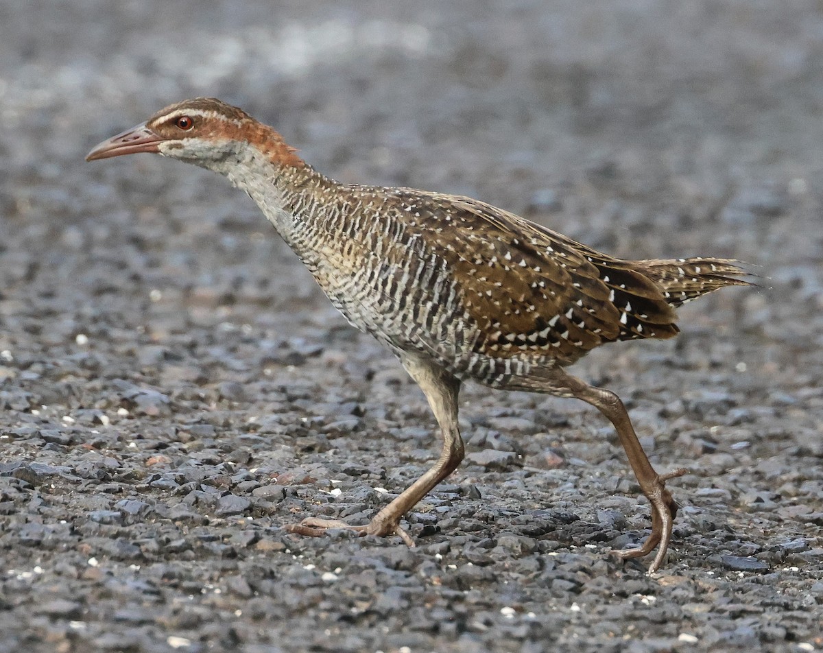 Buff-banded Rail - ML613666808