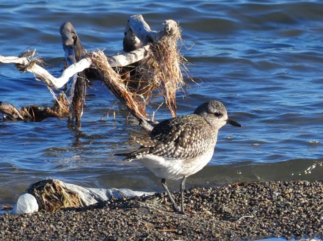 Black-bellied Plover - ML613666889