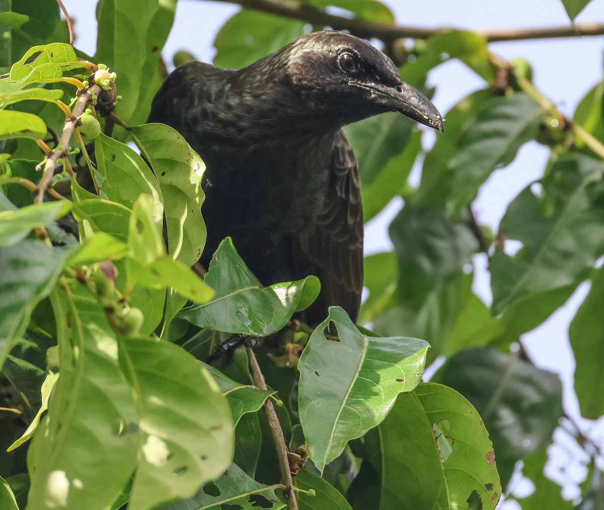 Samoan Starling - ML613666895