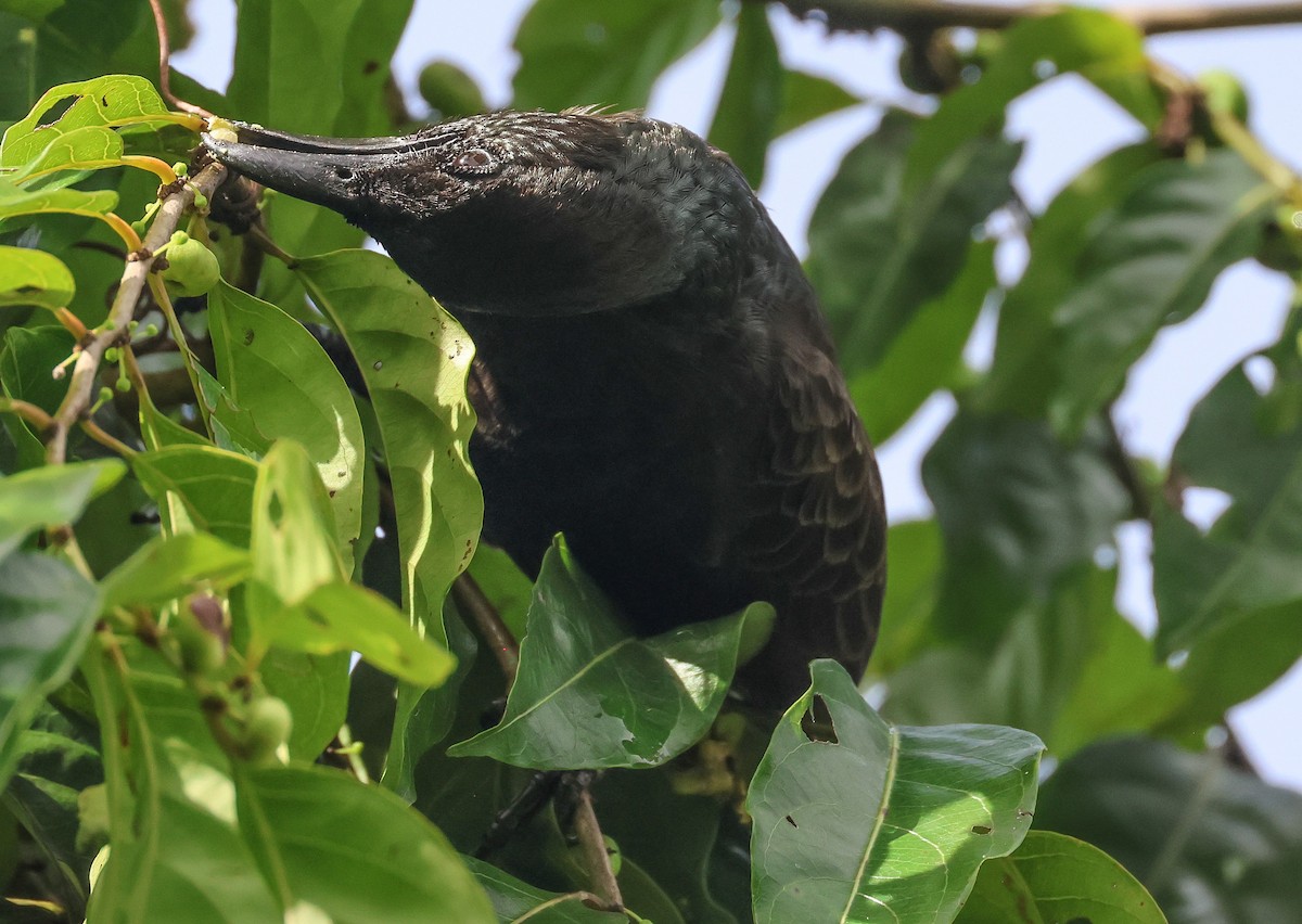 Samoan Starling - ML613666899