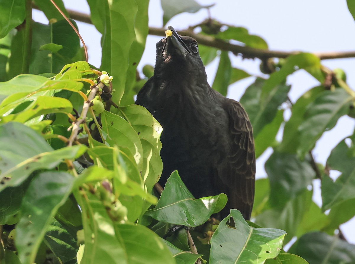 Samoan Starling - ML613666901