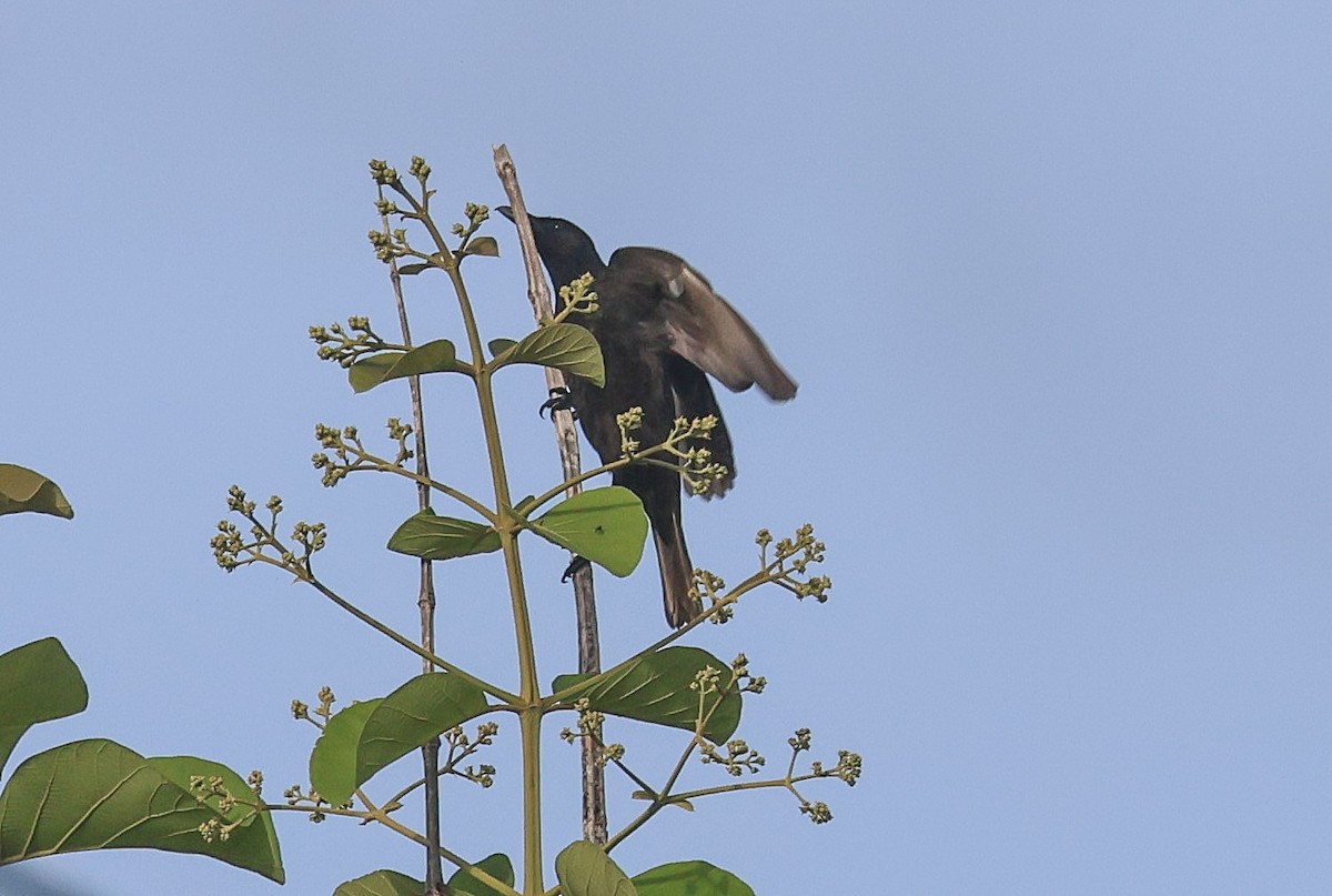 Samoan Starling - ML613666904