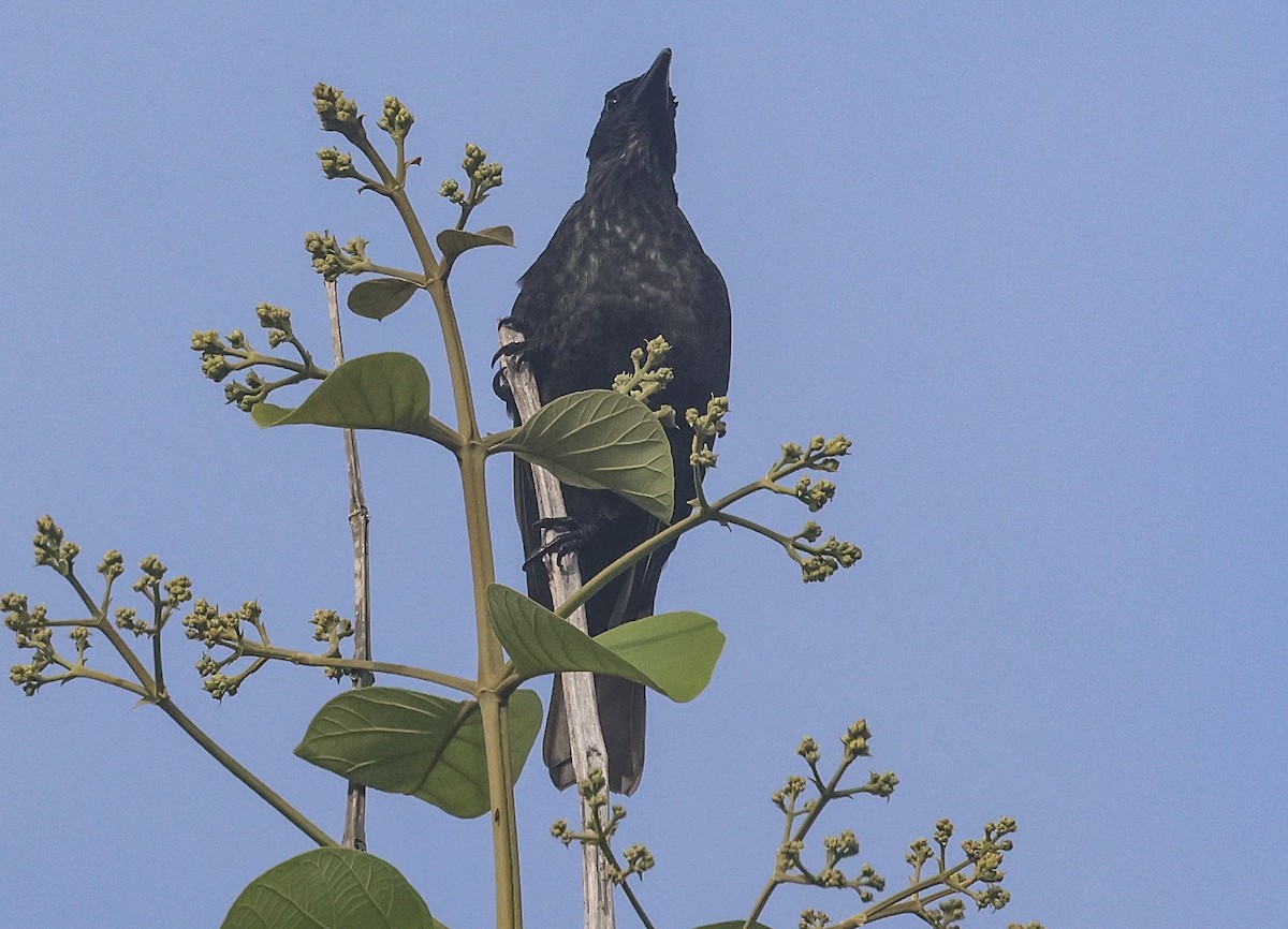 Samoan Starling - ML613666907