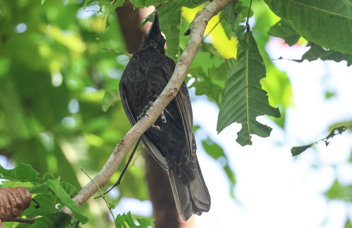 Samoan Starling - ML613666911