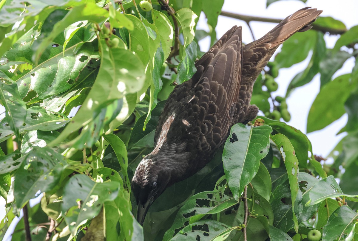 Samoan Starling - ML613666912