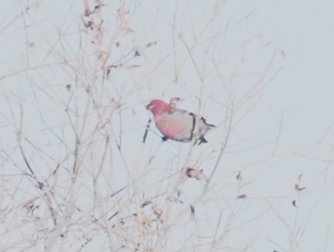 Pine Grosbeak - ML613666963