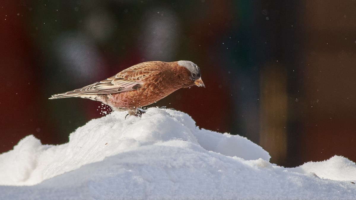 Gray-crowned Rosy-Finch - ML613667022