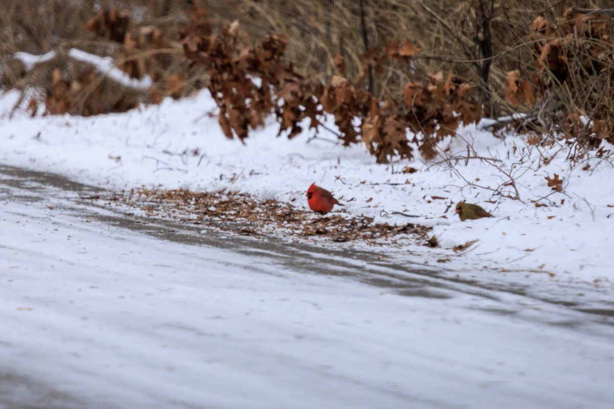 Northern Cardinal - Brandon Gilroyed