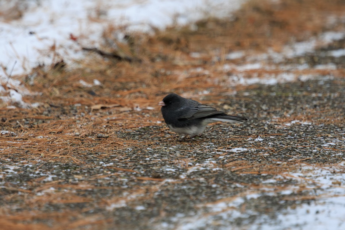 Dark-eyed Junco - Brandon Gilroyed