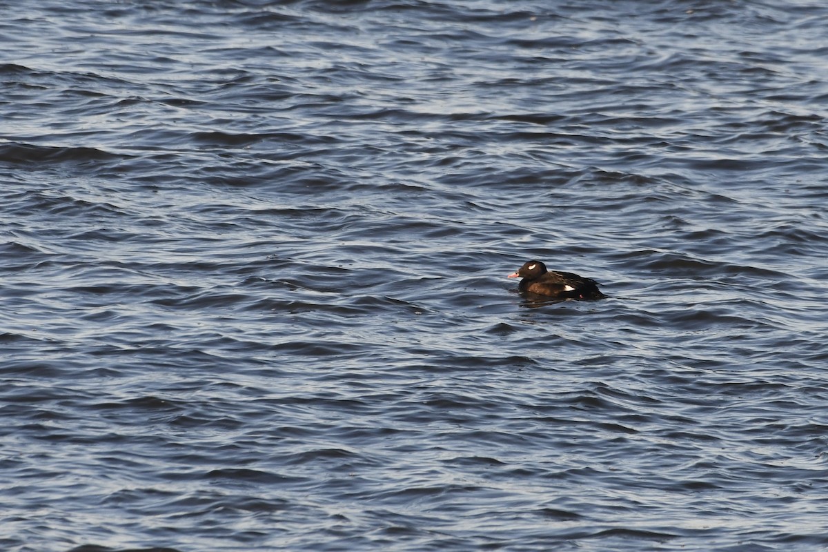 White-winged Scoter - David Mathieu