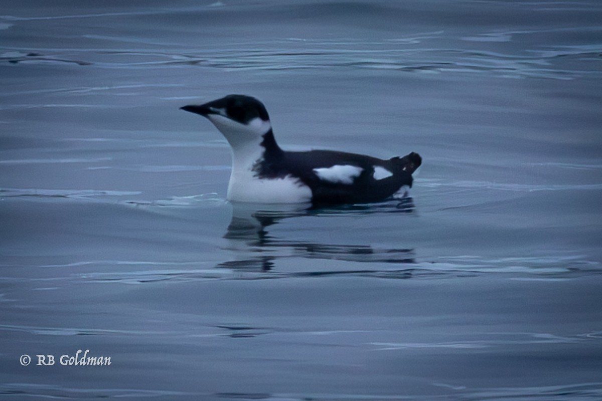 Marbled Murrelet - ML613667183