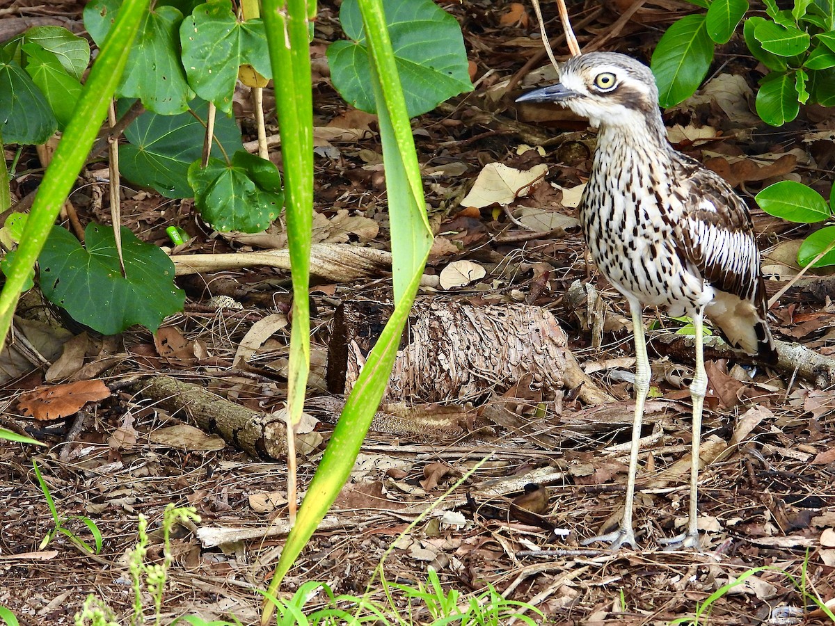 Bush Thick-knee - ML613667189