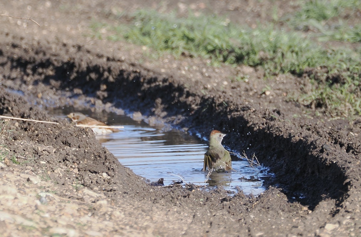 Green-tailed Towhee - ML613667201