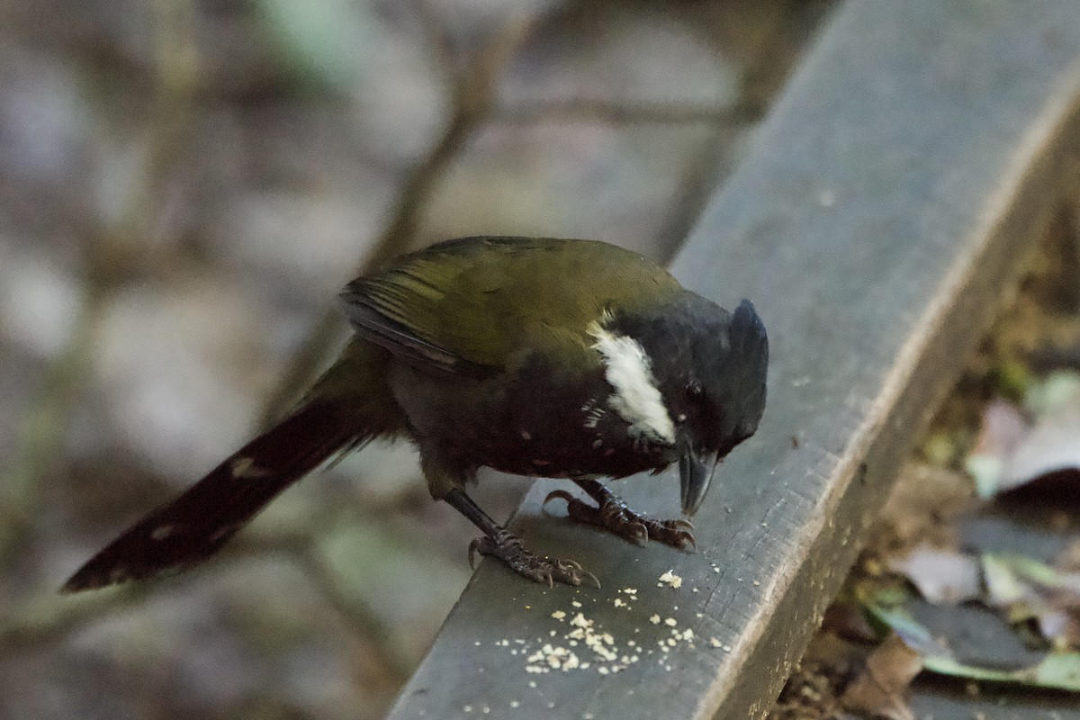 Eastern Whipbird - ML613667229