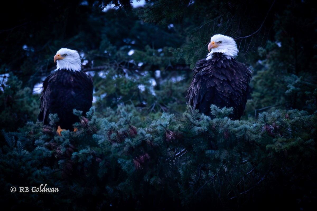 Bald Eagle - ML613667234