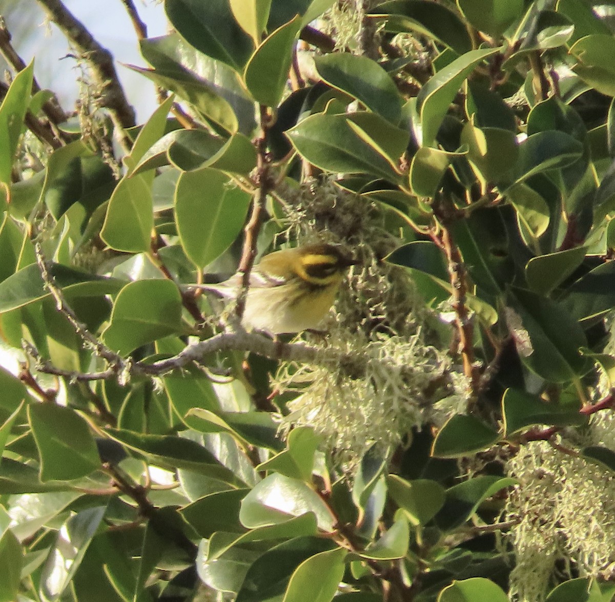 Townsend's Warbler - George Chrisman