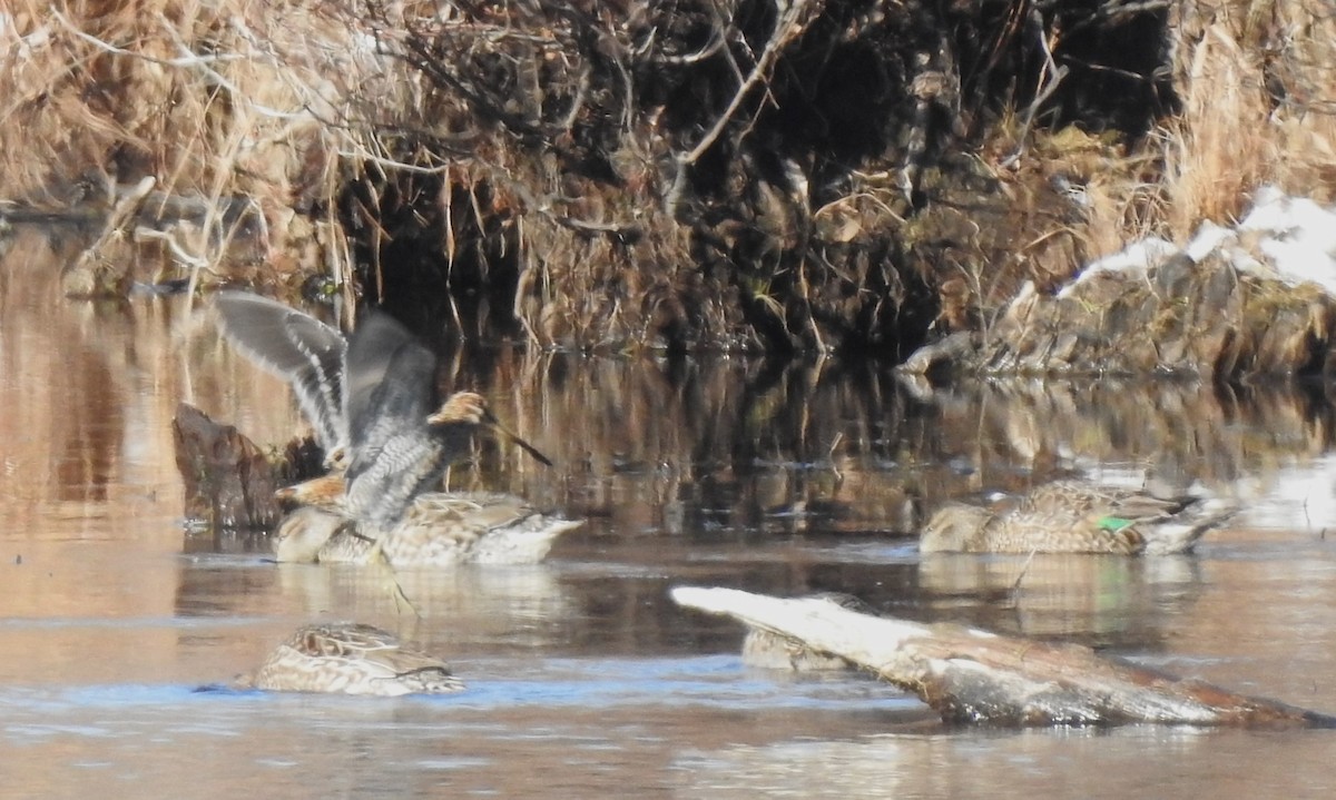 Wilson's Snipe - Vincent Glasser