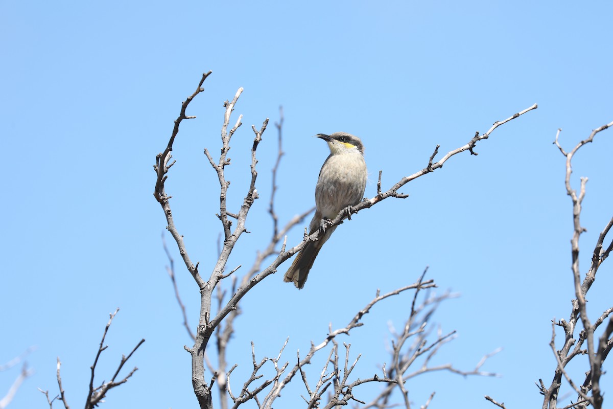 Singing Honeyeater - ML613667375