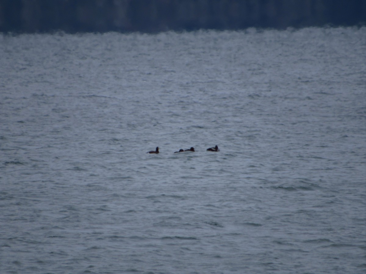 White-winged Scoter - ML613667452