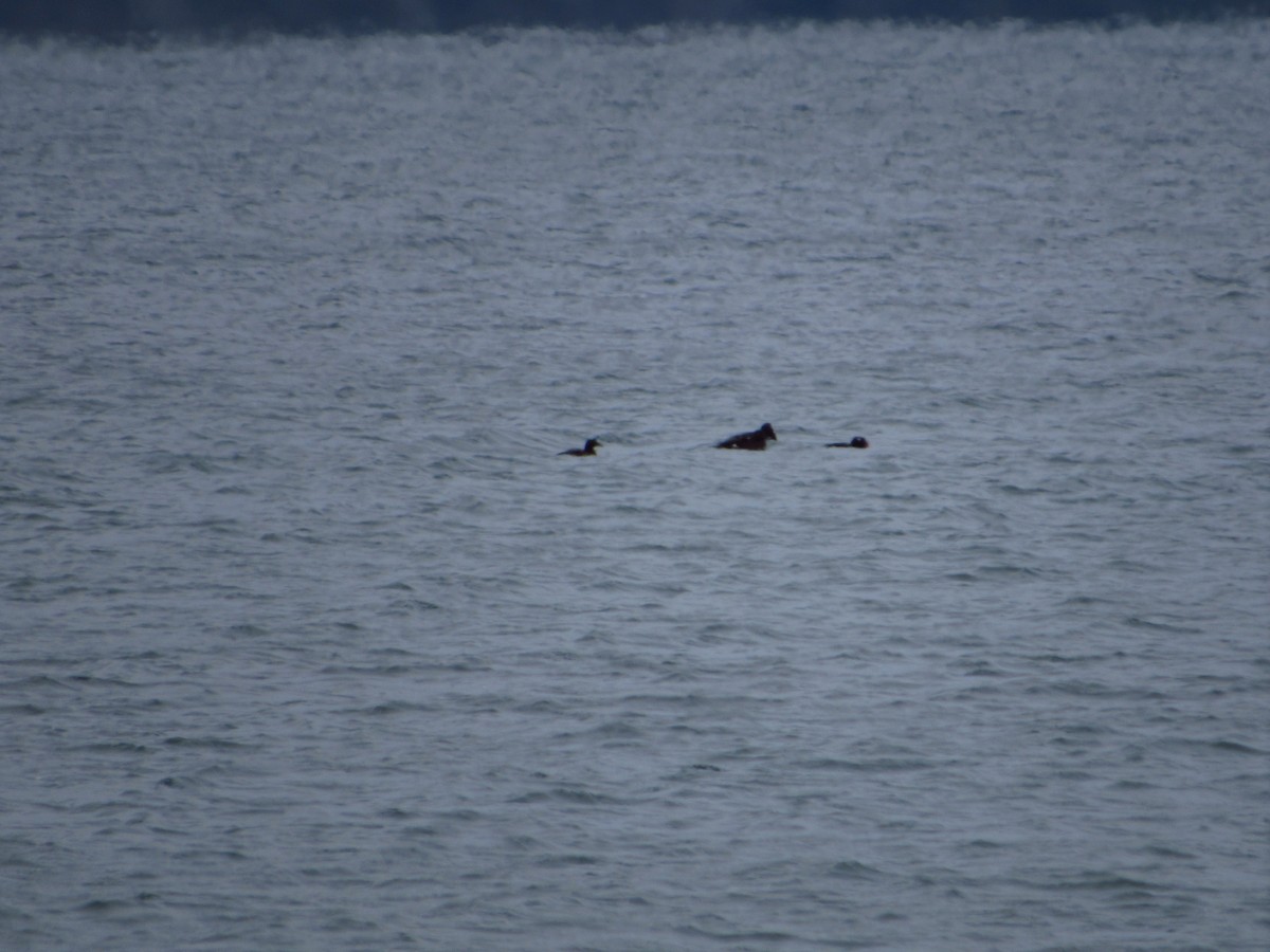 White-winged Scoter - ML613667453