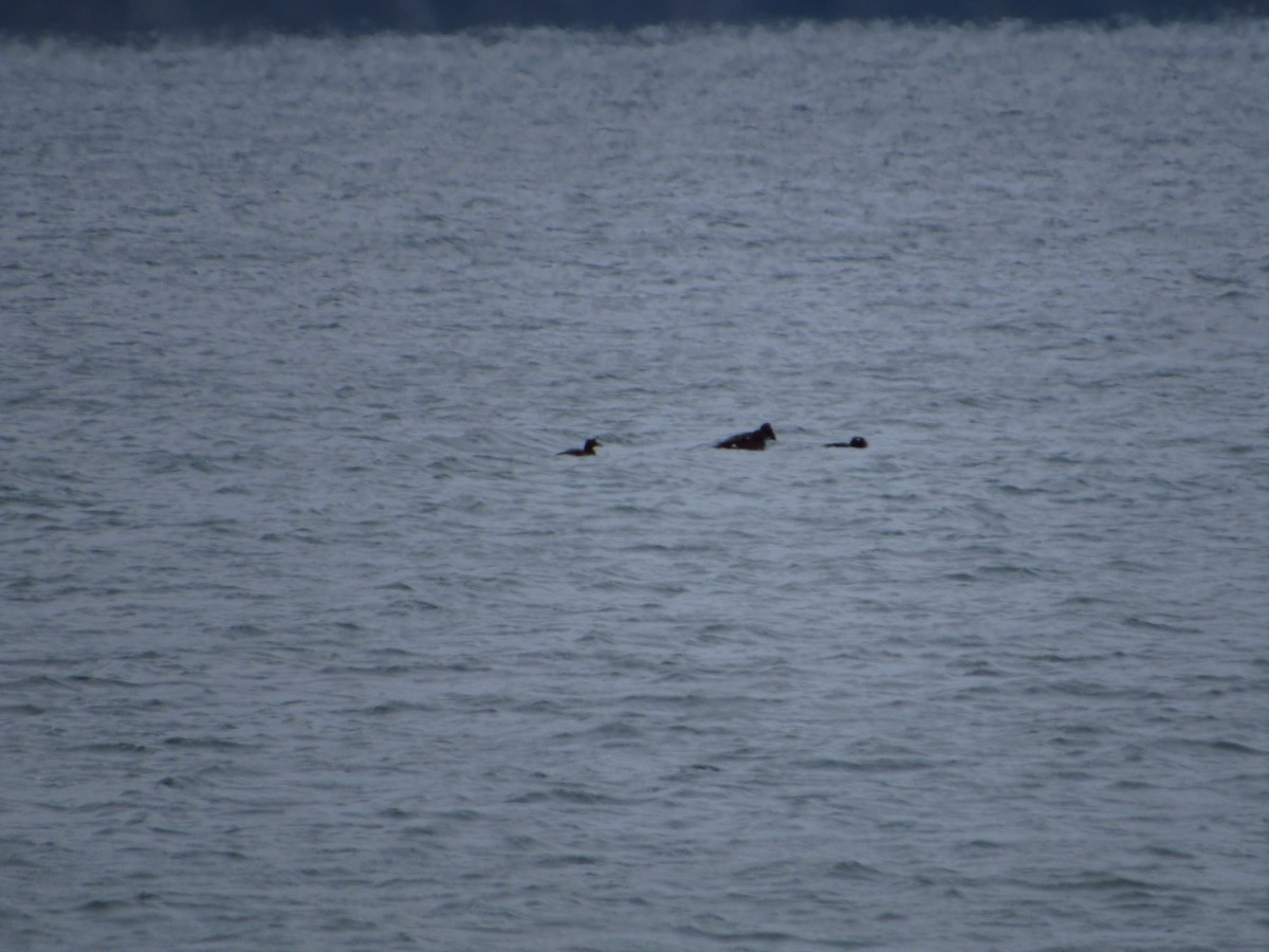 White-winged Scoter - Eric Ray