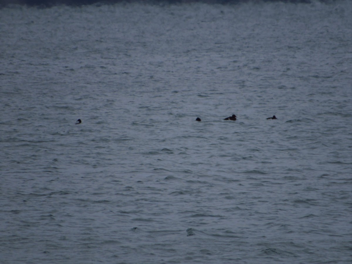 White-winged Scoter - Eric Ray