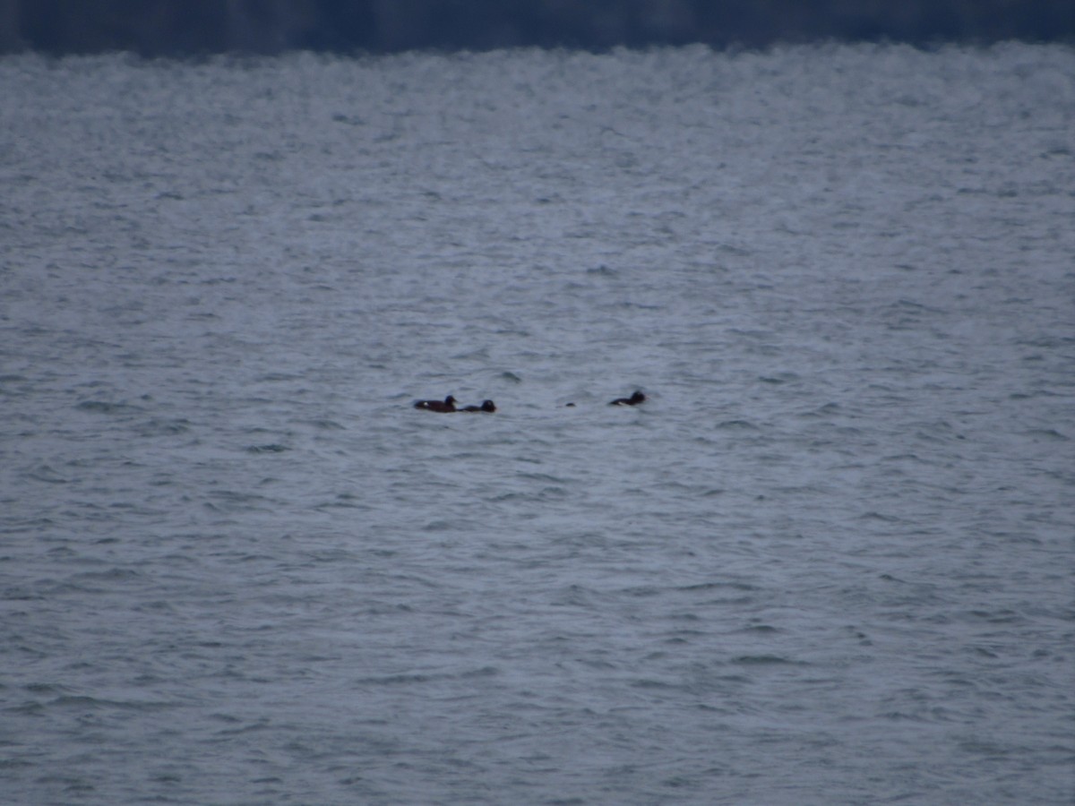 White-winged Scoter - ML613667455