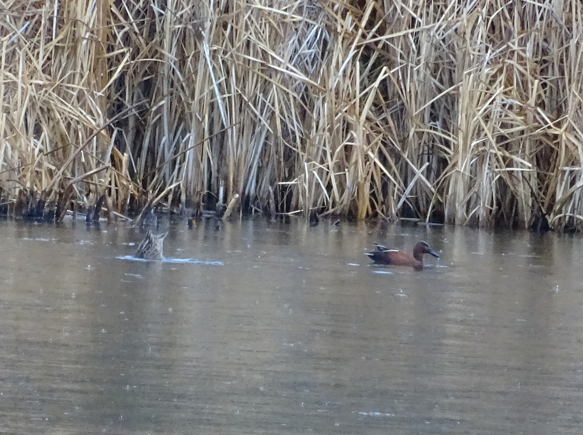 Cinnamon Teal - Craig Miller