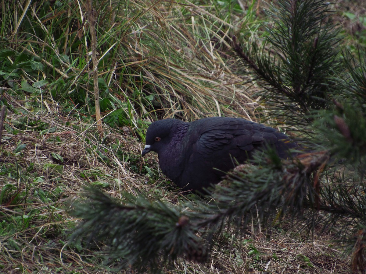 Rock Pigeon (Feral Pigeon) - ML613667566