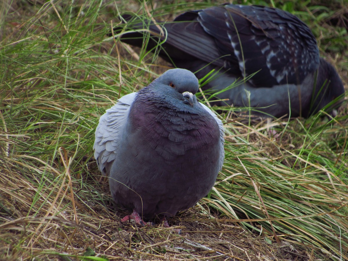 Rock Pigeon (Feral Pigeon) - ML613667568