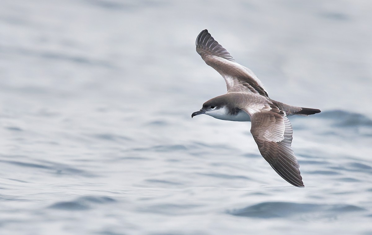 Buller's Shearwater - Aidan Brubaker